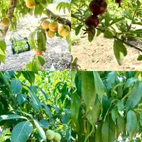 فروش زمین 900 متری روستای تیرتاش مازندران|فروش زمین و ملک کلنگی|گلوگاه, |دیوار