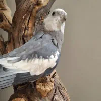 عروس هلندی حمایتی گم شده