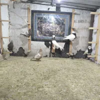 کفتر طوقی سینه شهری|پرنده|صدرا-فارس, فاز ۲|دیوار