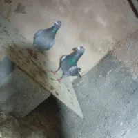 المانی رنگه معاوضه با طوقی