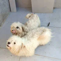 واگذاری پاکوتا پشمالو