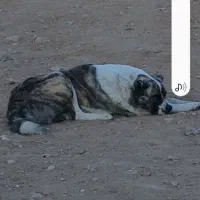 واگذاری ۲ عدد سگ گوسفندی