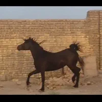 مادیون چهار سال ی سر مشکی واکسی