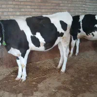 تریسه آبستن|حیوانات مزرعه|بجنورد, |دیوار