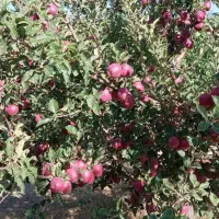به دو خانوم در سیب چینی نیازمندیم