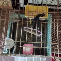 قفس پرنده با وسایل