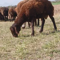 بره نره پرواری