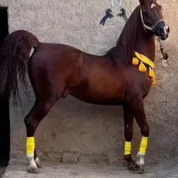 اسب نریان سیلمی ۶دنگ
