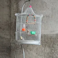 قفس بزرگ طوطی