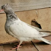 کله آبی|پرنده|سمیرم, |دیوار