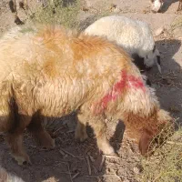 فروش برهقوچ