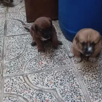 سگ پا کوتاه کاوالیرکینگ