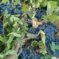 هرس پاییزه انگور