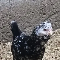 ۱ مرغ گلین لری پنگوئنی ۲ عدد گلین لری