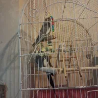 ۲ جفت و یک جوجه عروس هلندی