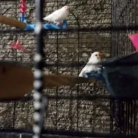 فنج|پرنده|مریوان, |دیوار