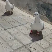 کبوتر ساده