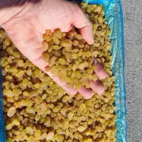 کشمش طلایی (دودی) و تیزابی|عمدهفروشی|ملایر, |دیوار