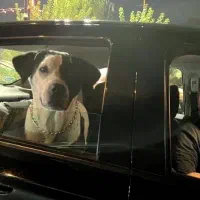 سگ پیتبول ماده تربیت شده