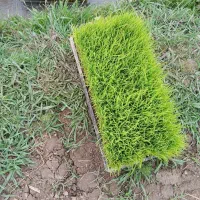 توم نشا|خدمات باغبانی و درختکاری|فومن, |دیوار