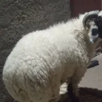 کابور بره نر وطنی زابل|حیوانات مزرعه|زاهدان, |دیوار