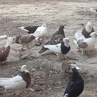 کفتر یا کبوتر