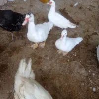 شش عدد بوقلمون هفت ماهه نر و ماده و چهار عدد اردک|حیوانات مزرعه|مسجد سلیمان, |دیوار