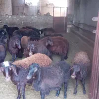 فروش بره ماده درجه یک افشار|حیوانات مزرعه|ملکان, |دیوار