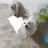 سگ پامر دوقلاده پامراشپیتز نر