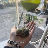 طوطی برزیلی|پرنده|محمودآباد, |دیوار