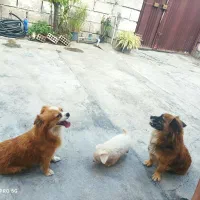 فروش دو تا سگ نر و ماده و با توله