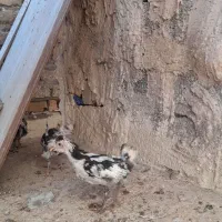 جوجه مرغ گلین اصل|حیوانات مزرعه|رفسنجان, |دیوار