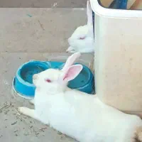 خرگوش پدر مادر و دو تا بچه