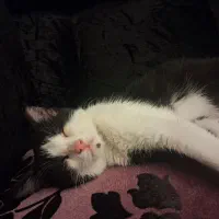 گربه