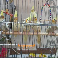 عروس هلندی|پرنده|تهران, جی|دیوار