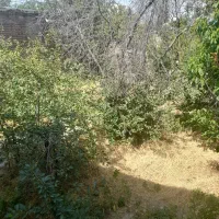 باغ ویلا کلنگی پر از درختان میوه ای .نمین|فروش زمین و ملک کلنگی|نمین, |دیوار