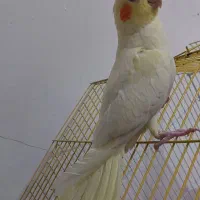 جوجه عروس هلندی بازیگوش|پرنده|دهلران, |دیوار