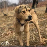 پژدر۱۲ماهه|سگ|کرج, برغان|دیوار