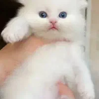 پرشین سفید صورت شامپاینی ۲ماه نیمه