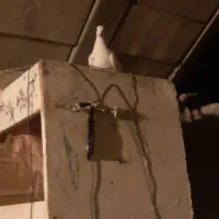 کبوتر طوقی و پلاکی...|پرنده|دهدشت, |دیوار