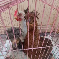 جوجه