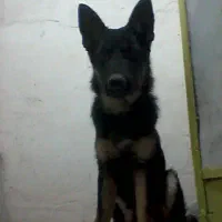 سگ ژرمن اصیل شیش انگشتی