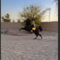 اسب نریان ۵ سال