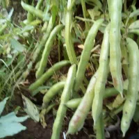 بذر باقله (باقالا) درجه یک یک،تضمینی،زودرس|گل و گیاه طبیعی|خرمآباد, |دیوار