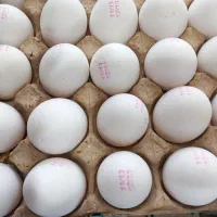 فروش عمده تخم مرغ زرده طلایی قیمت استثنایی