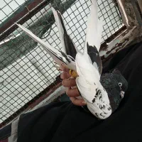 کله سیاه ماده