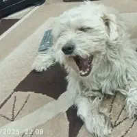 سگ پا کوتاه (پاپی)|سگ|لار, |دیوار