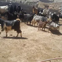فروش ۱۰۰راس بز