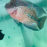 ماهی فلاور هورن و کامفا|ماهی|تهران, سعیدآباد|دیوار