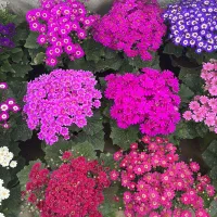 سینره|گل و گیاه طبیعی|پاکدشت, پاکدشت (مامازند)|دیوار